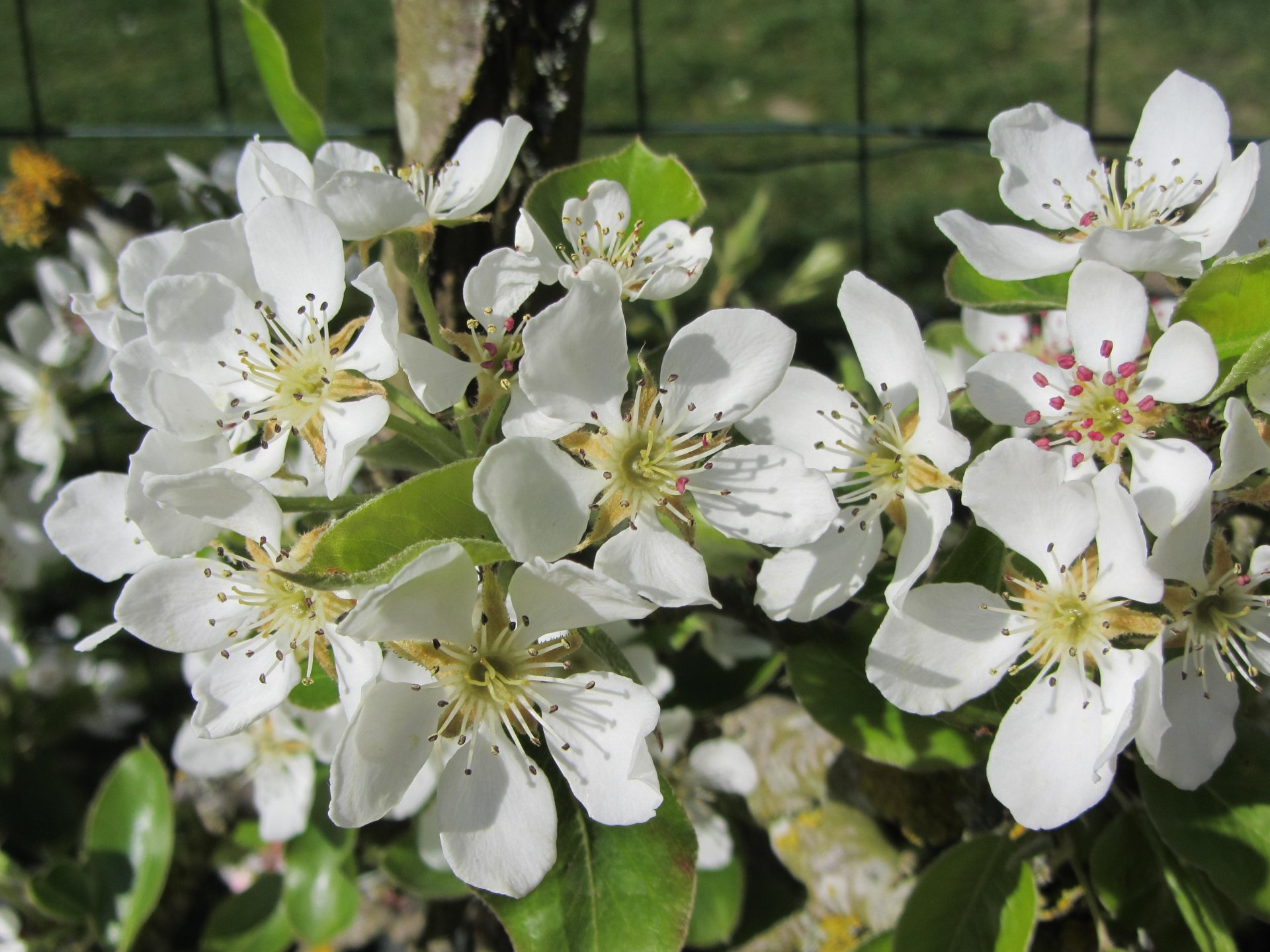 Fonds d'cran Nature Fleurs 