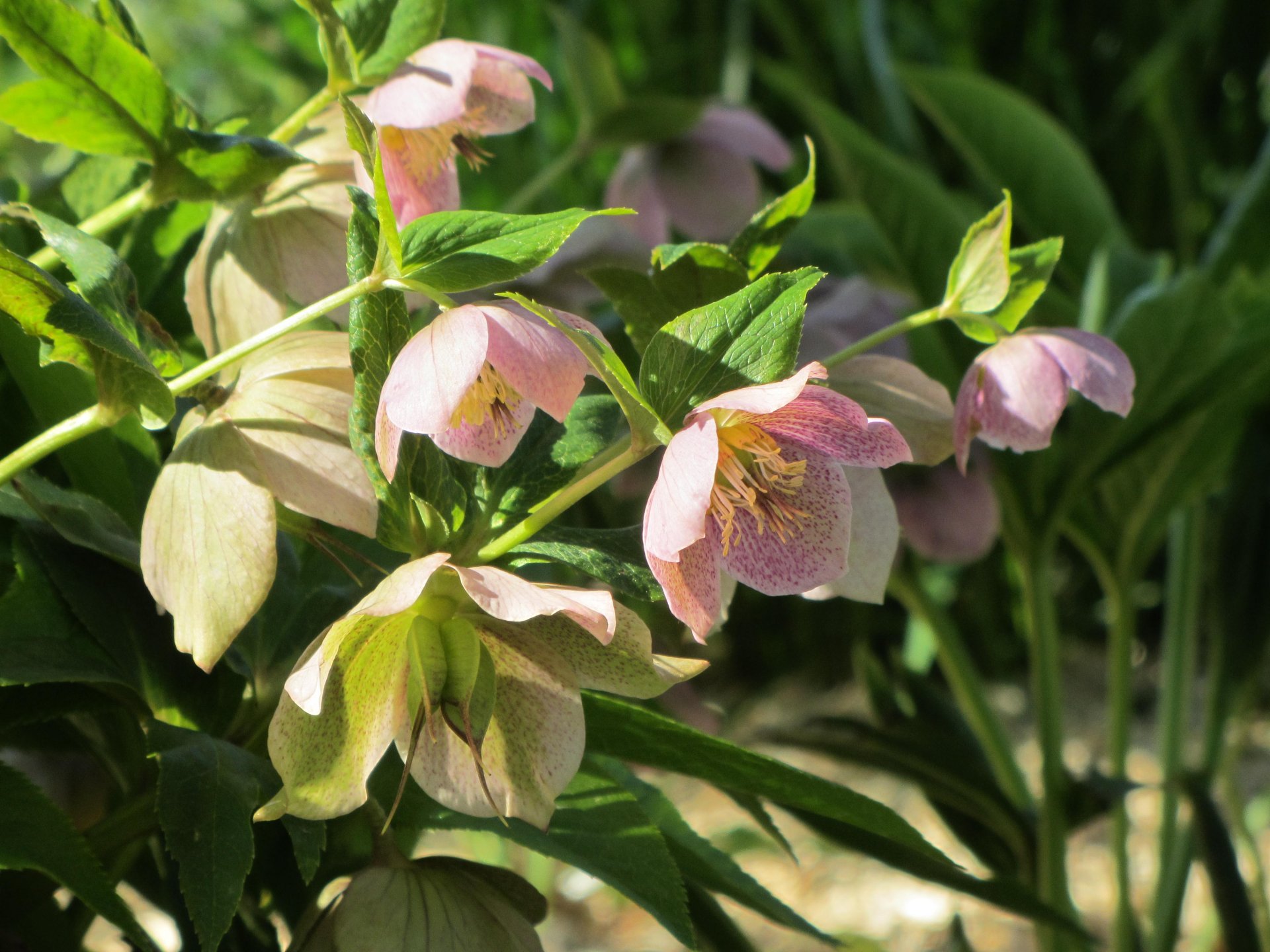 Fonds d'cran Nature Fleurs 