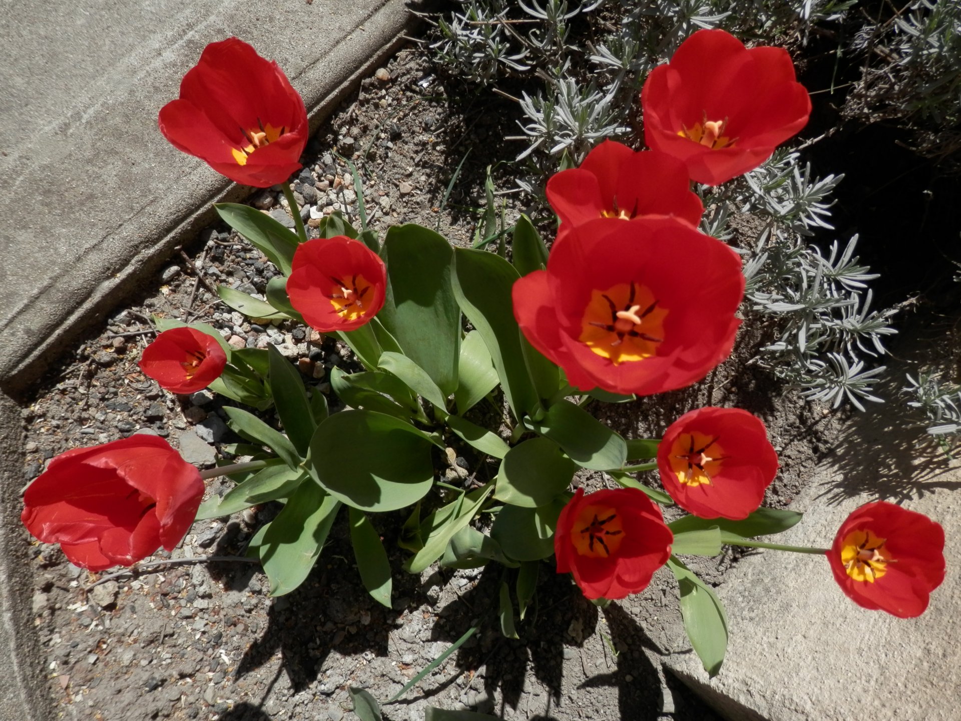 Fonds d'cran Nature Fleurs Tulipes rouges