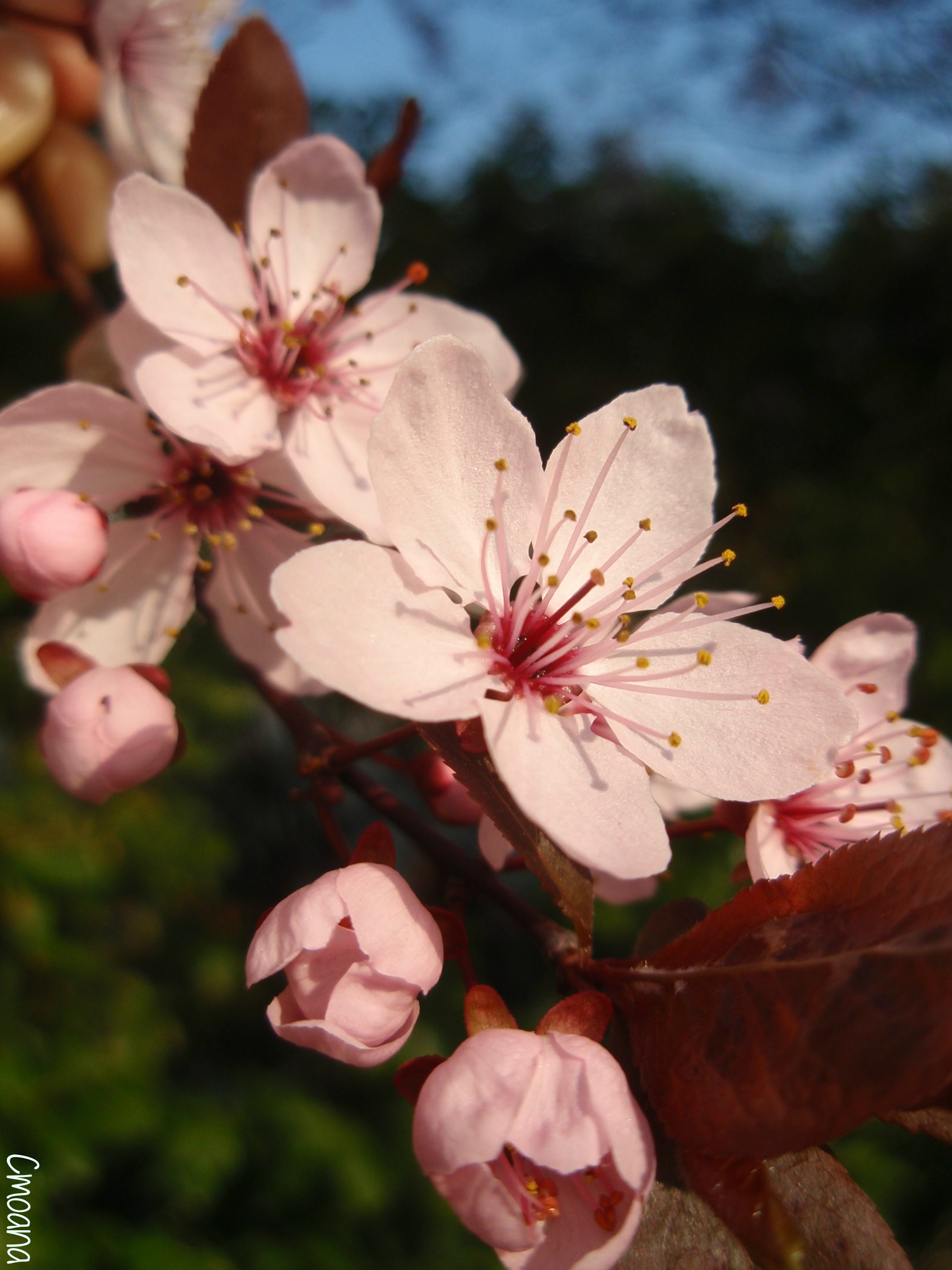 Fonds d'cran Nature Fleurs 