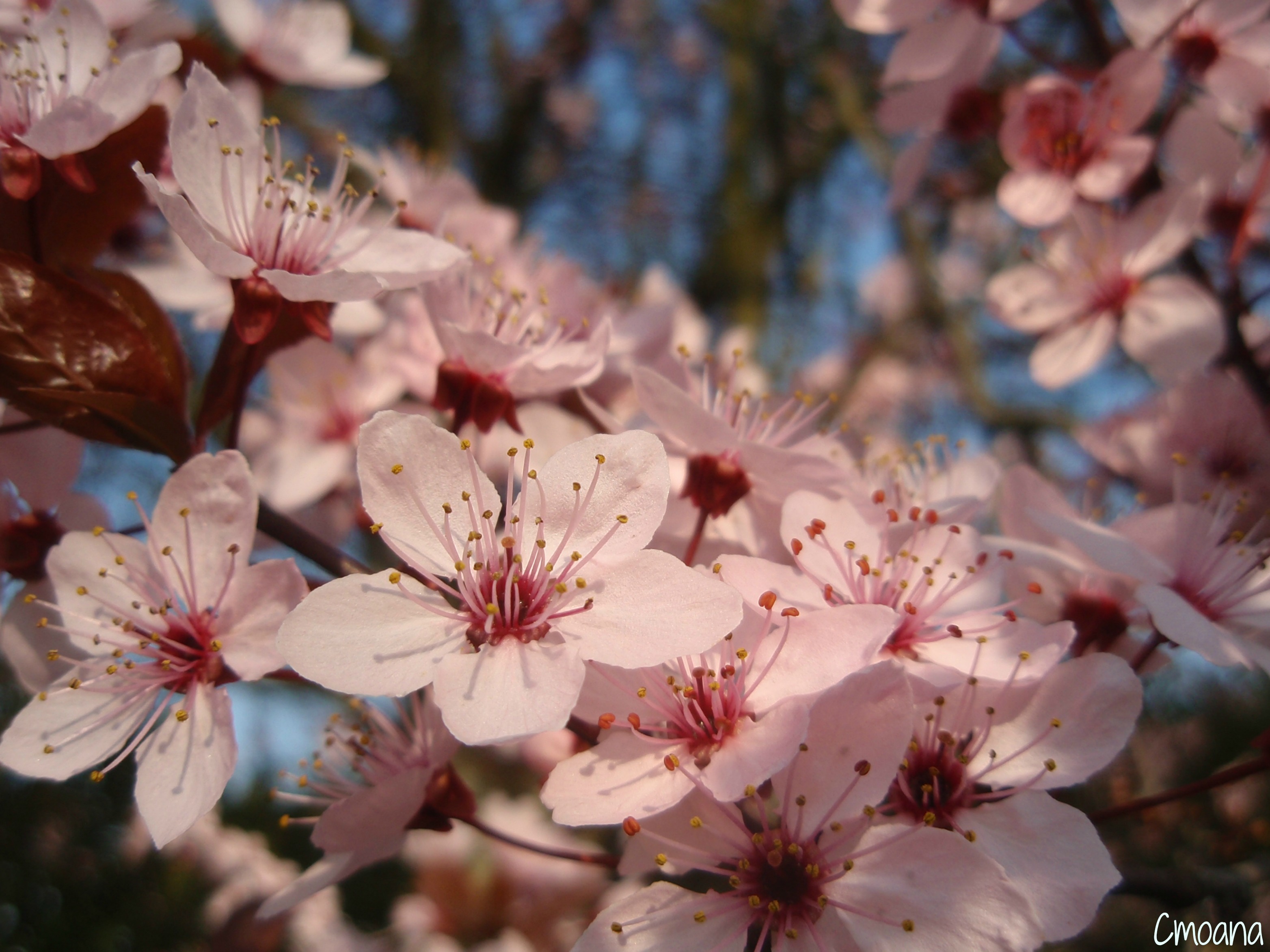 Wallpapers Nature Flowers 