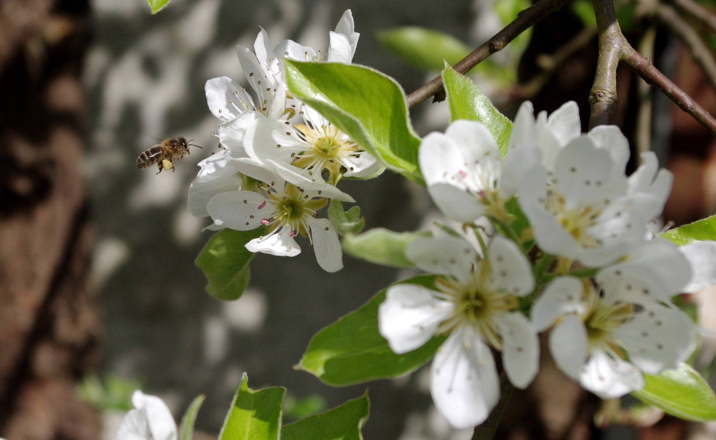 Fonds d'cran Art - Numrique Nature - Fleurs enfin le printemps