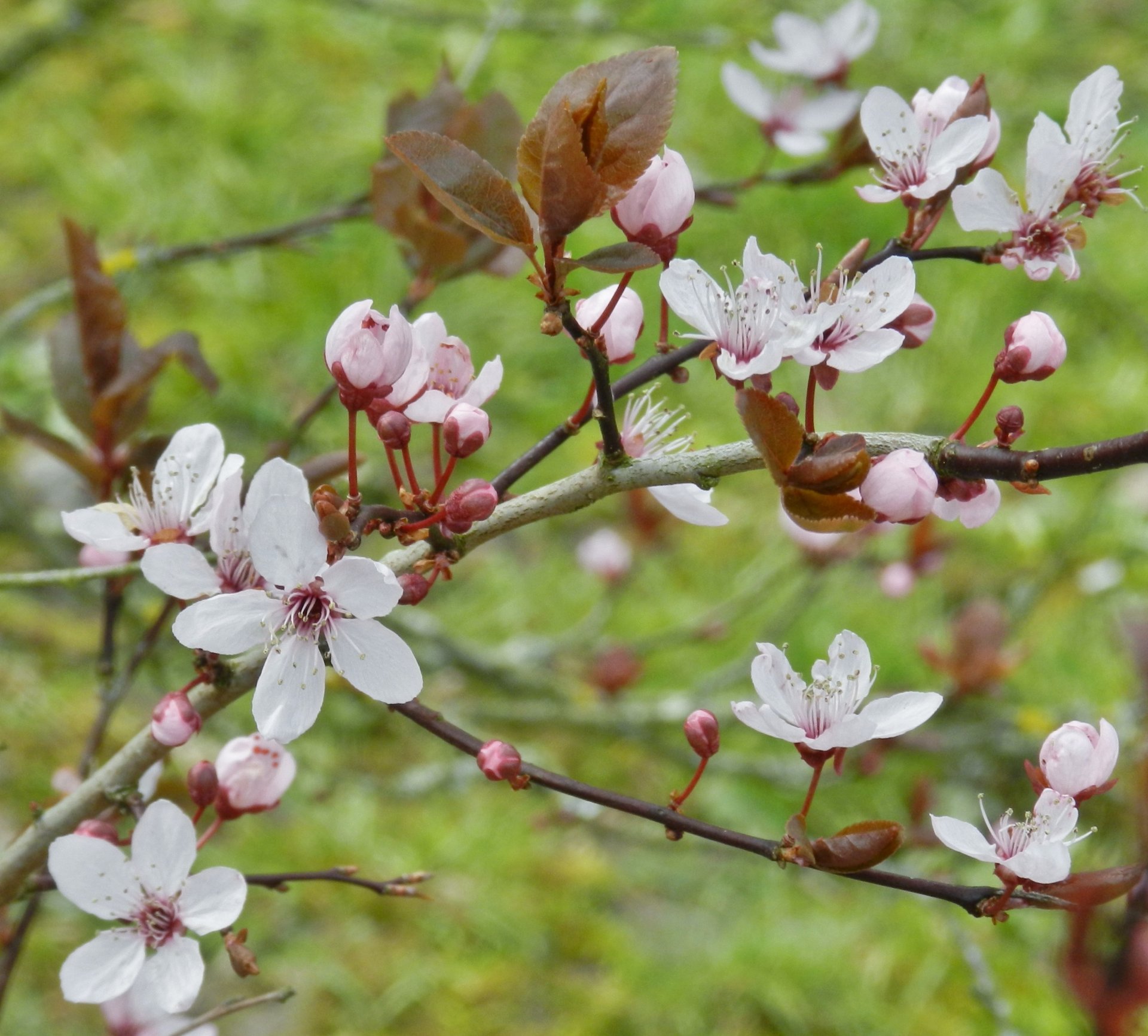 Fonds d'cran Nature Fleurs 