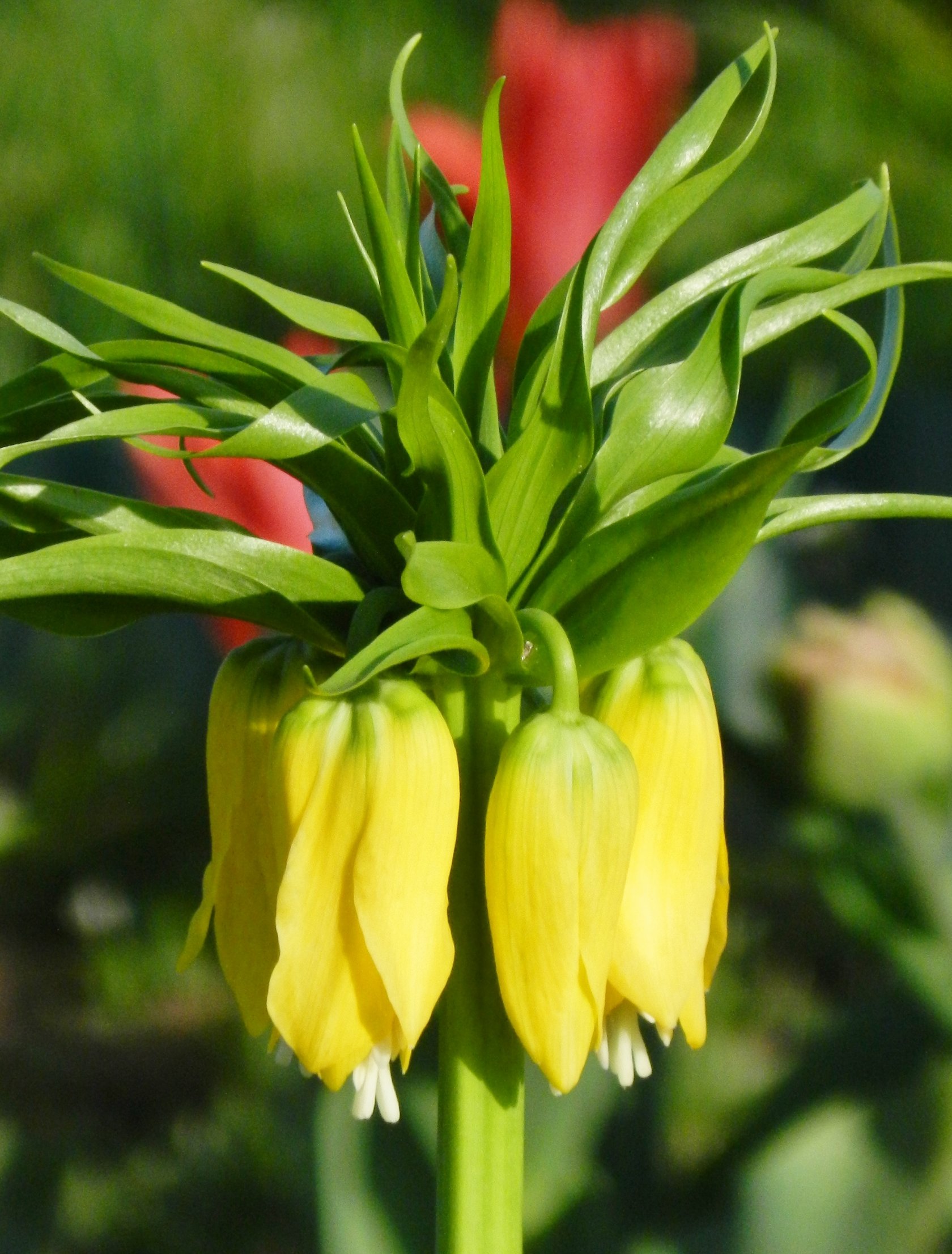 Fonds d'cran Nature Fleurs 