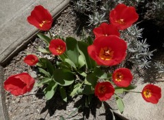  Nature Tulipes rouges