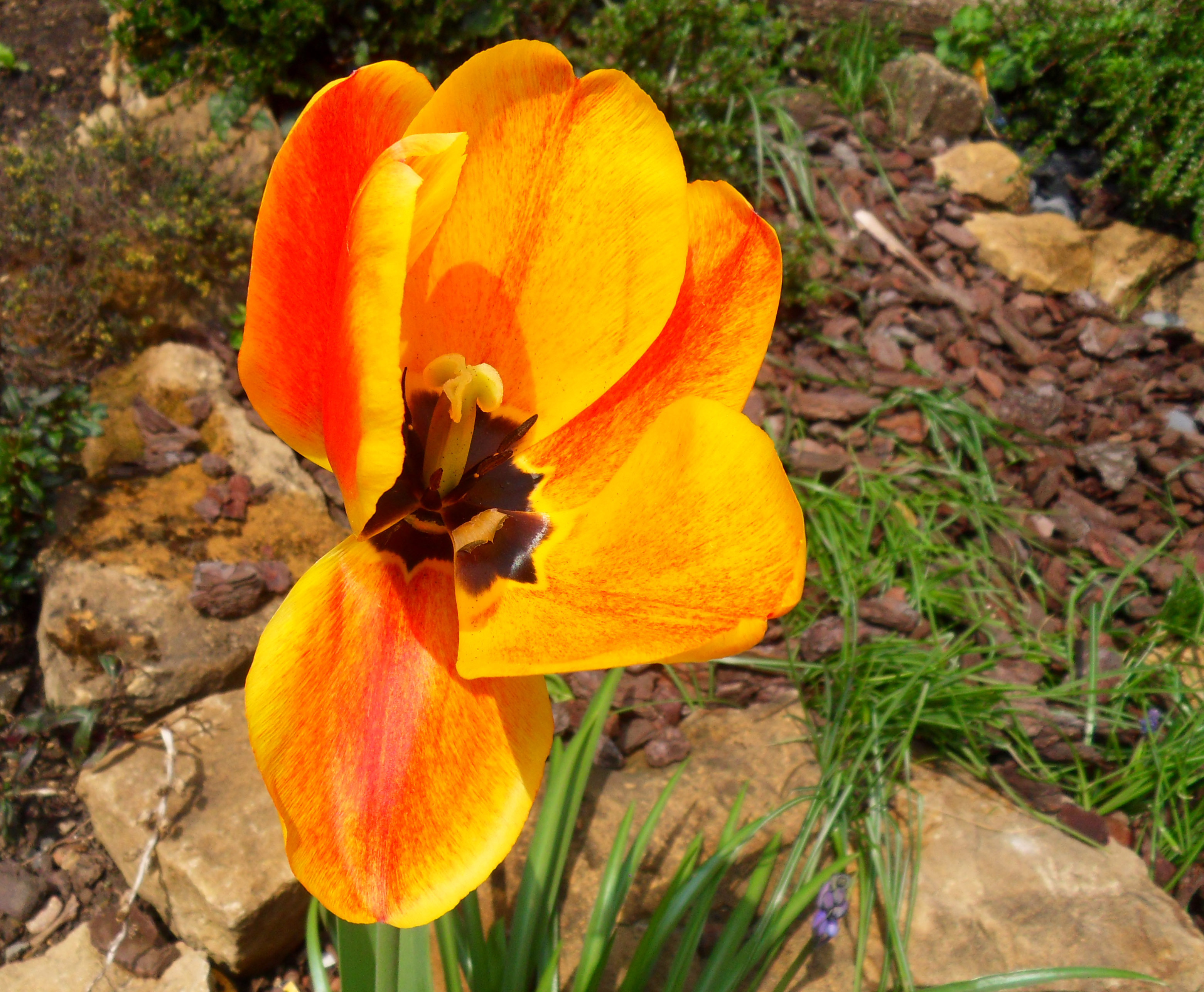 Fonds d'cran Nature Fleurs 