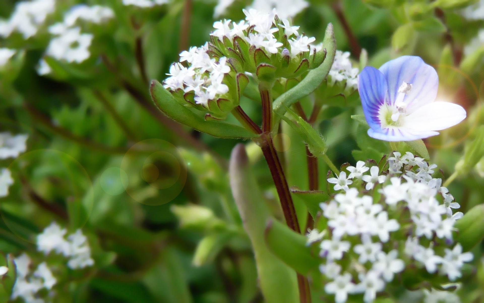 Wallpapers Nature Flowers 