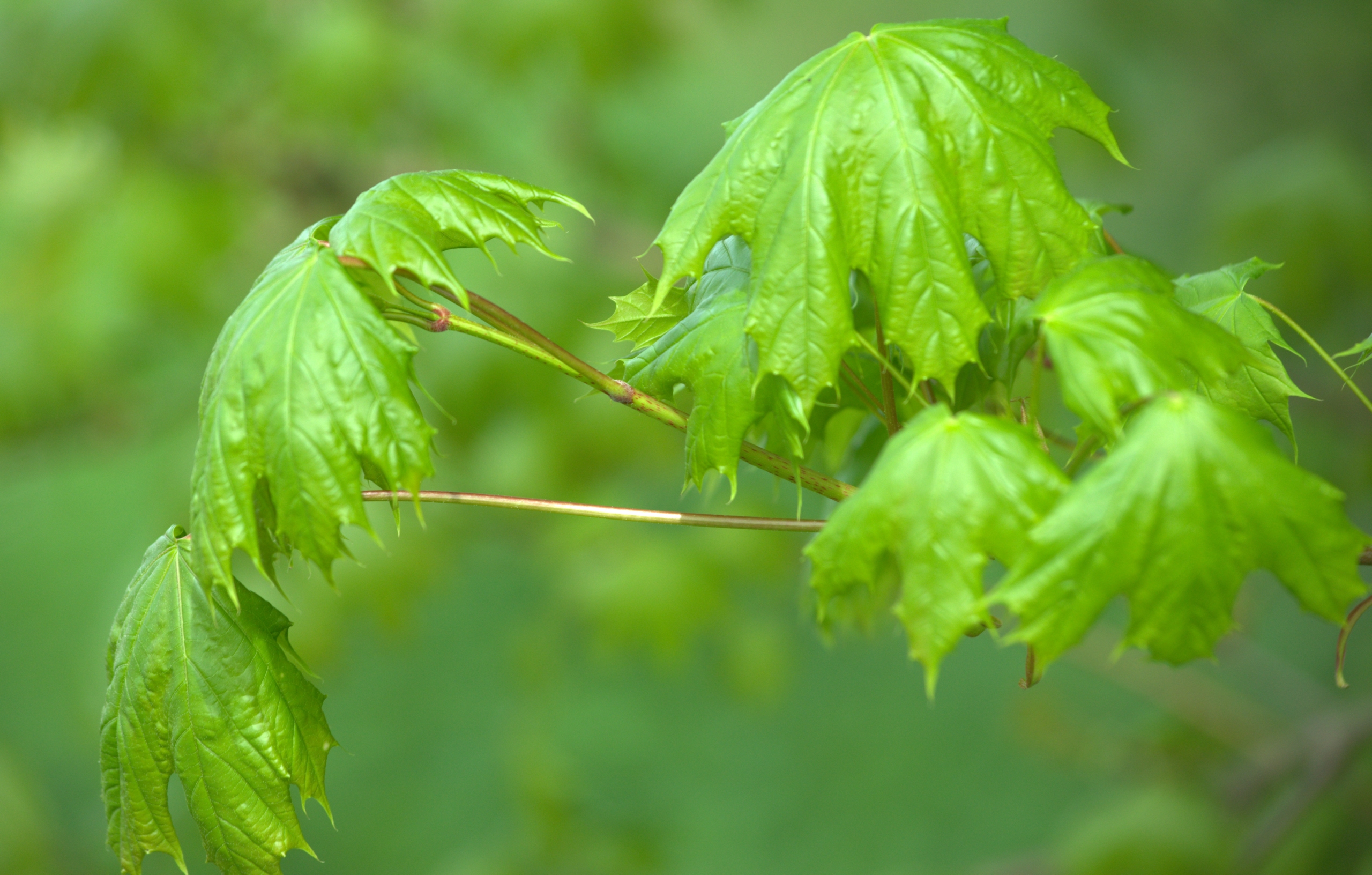 Fonds d'cran Nature Feuilles - Feuillages 