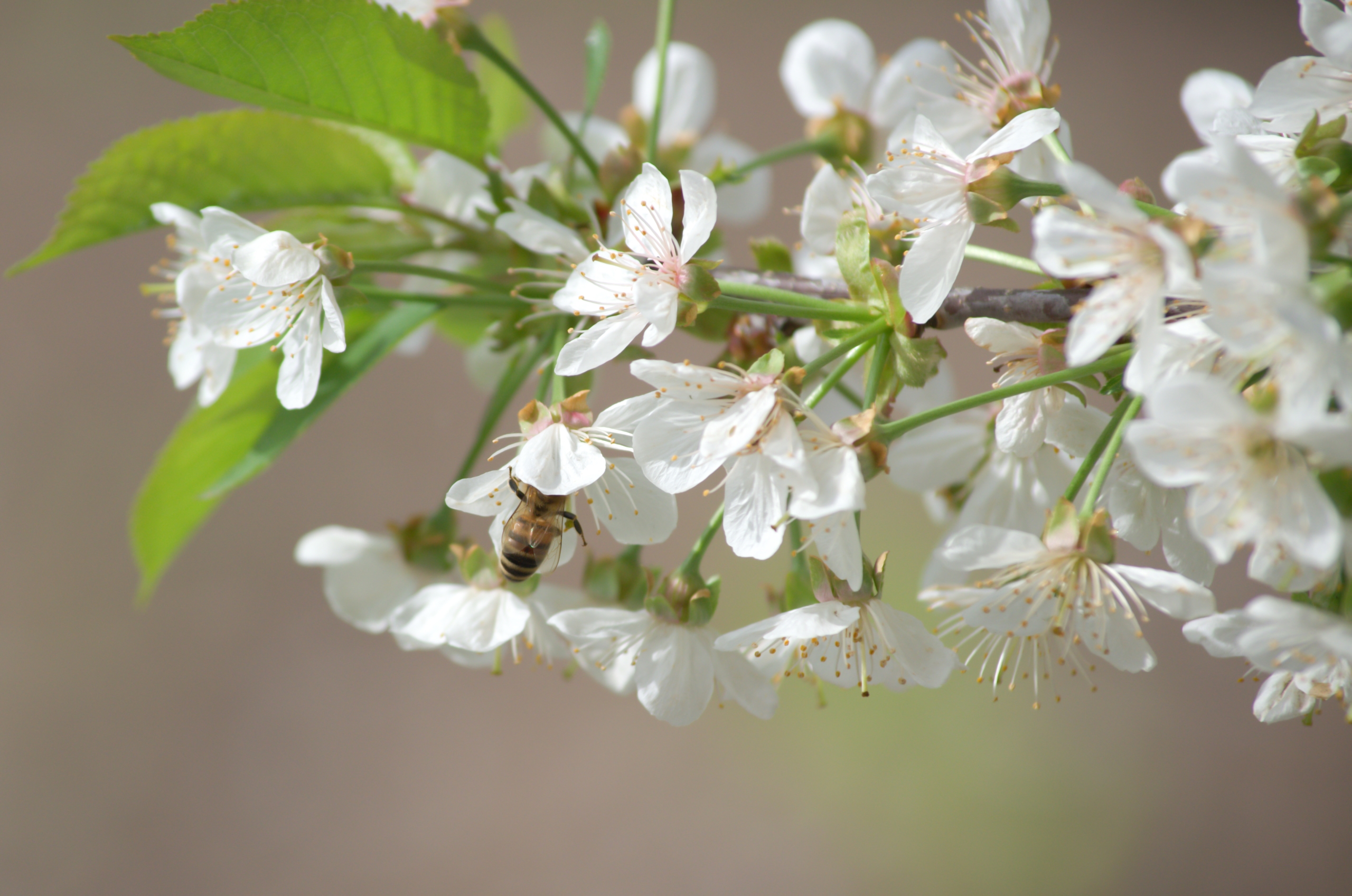 Wallpapers Nature Seasons - Spring 