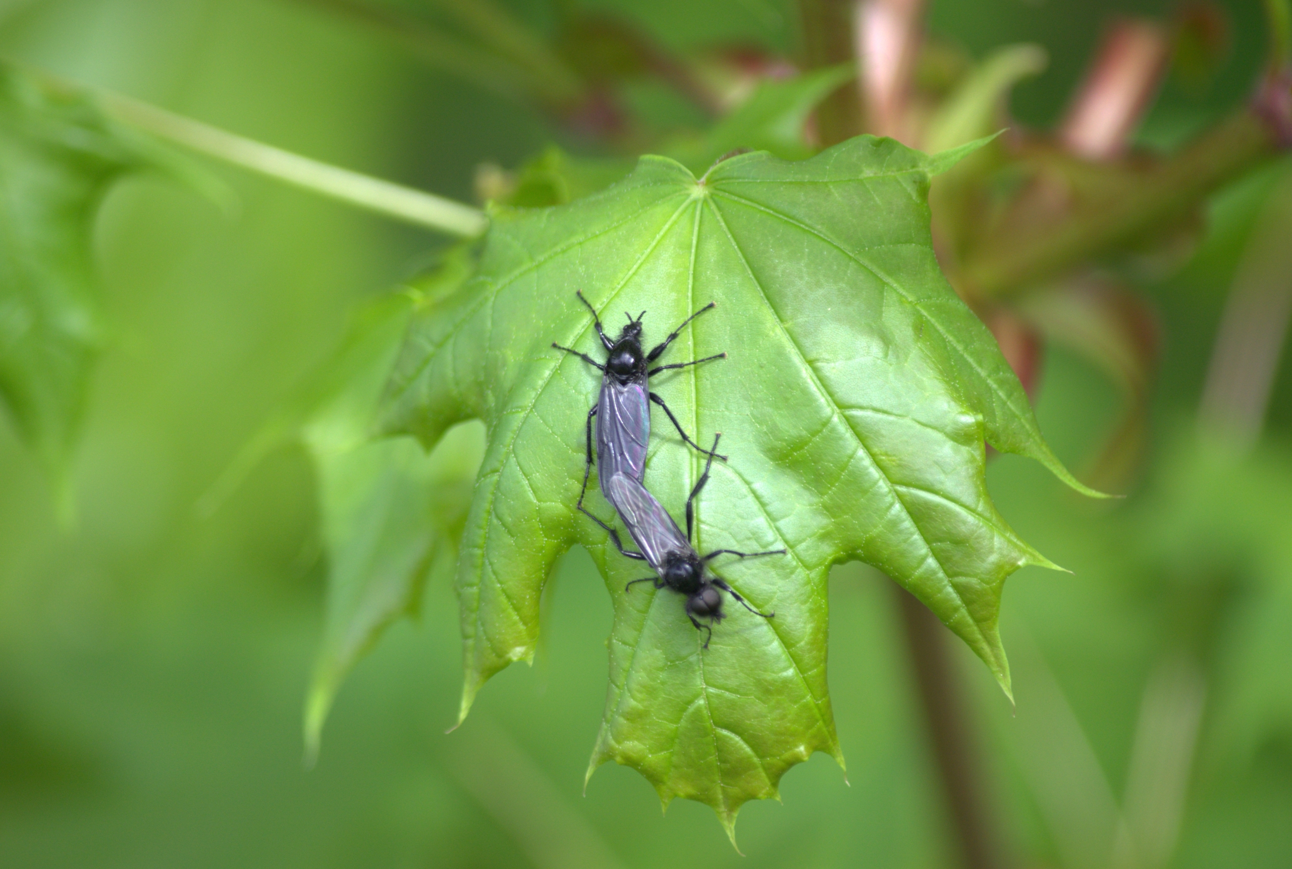 Fonds d'cran Animaux Insectes - Divers 