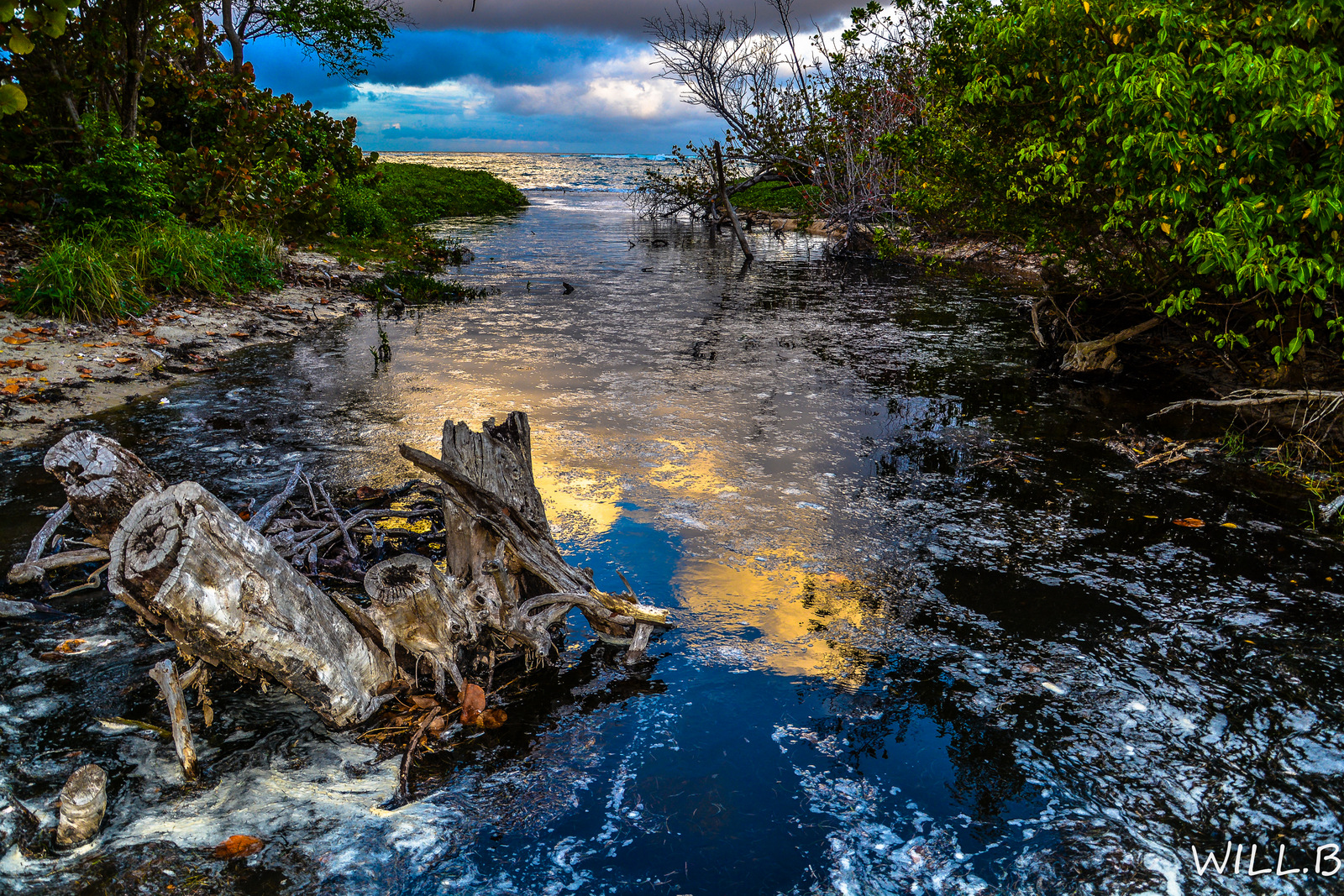 Wallpapers Nature Seas - Oceans - Beaches mangrove