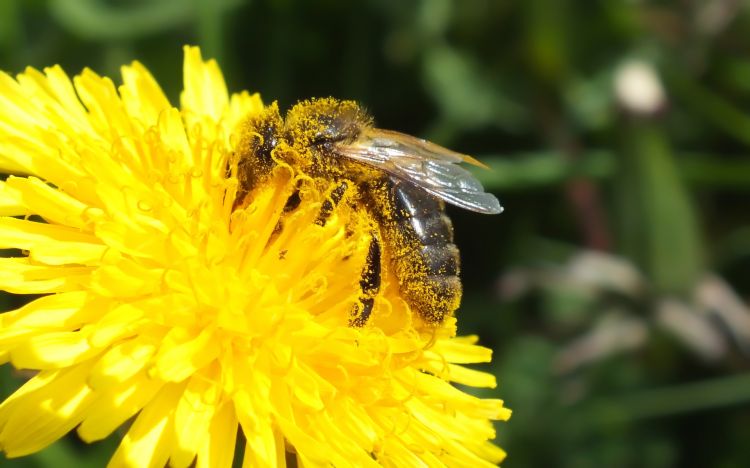 Fonds d'cran Animaux Insectes - Abeilles Gupes ... Orgie de pollens ^^