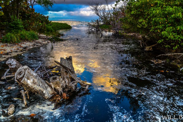 Fonds d'cran Nature Mers - Ocans - Plages mangrove