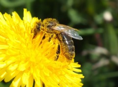  Animaux Orgie de pollens ^^