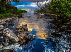  Nature mangrove