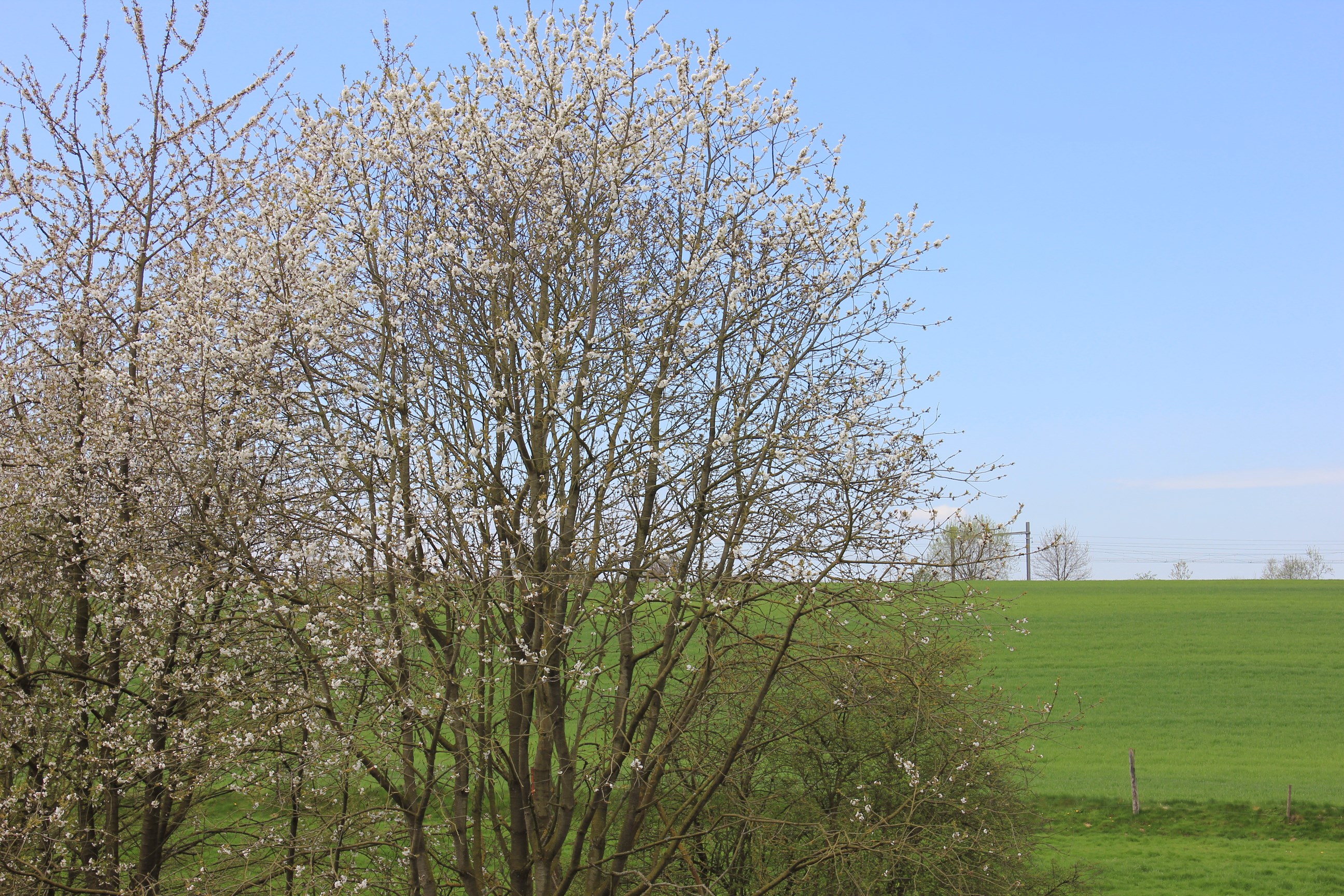 Wallpapers Nature Trees - Forests 