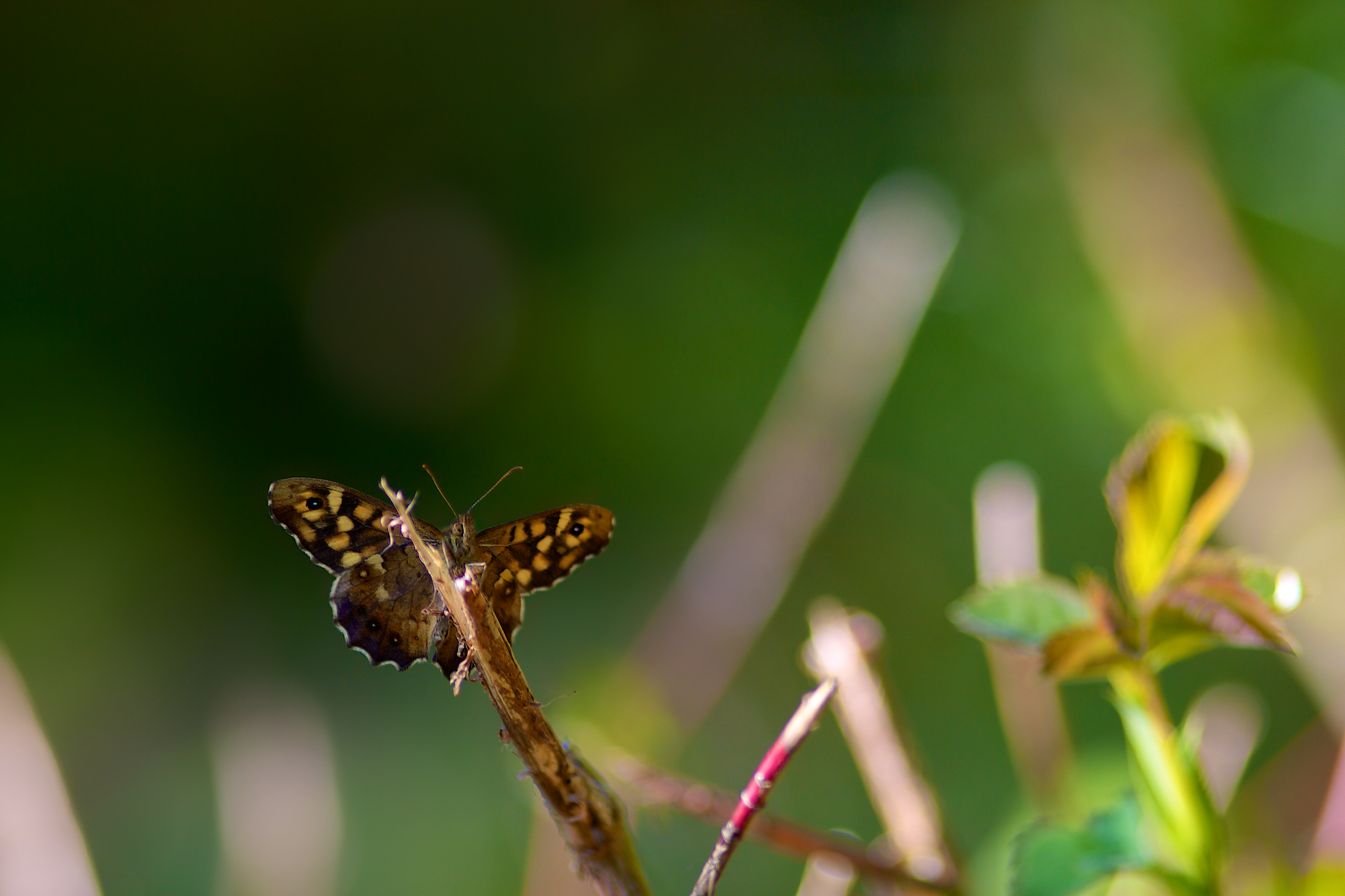 Wallpapers Animals Insects - Butterflies Tircis