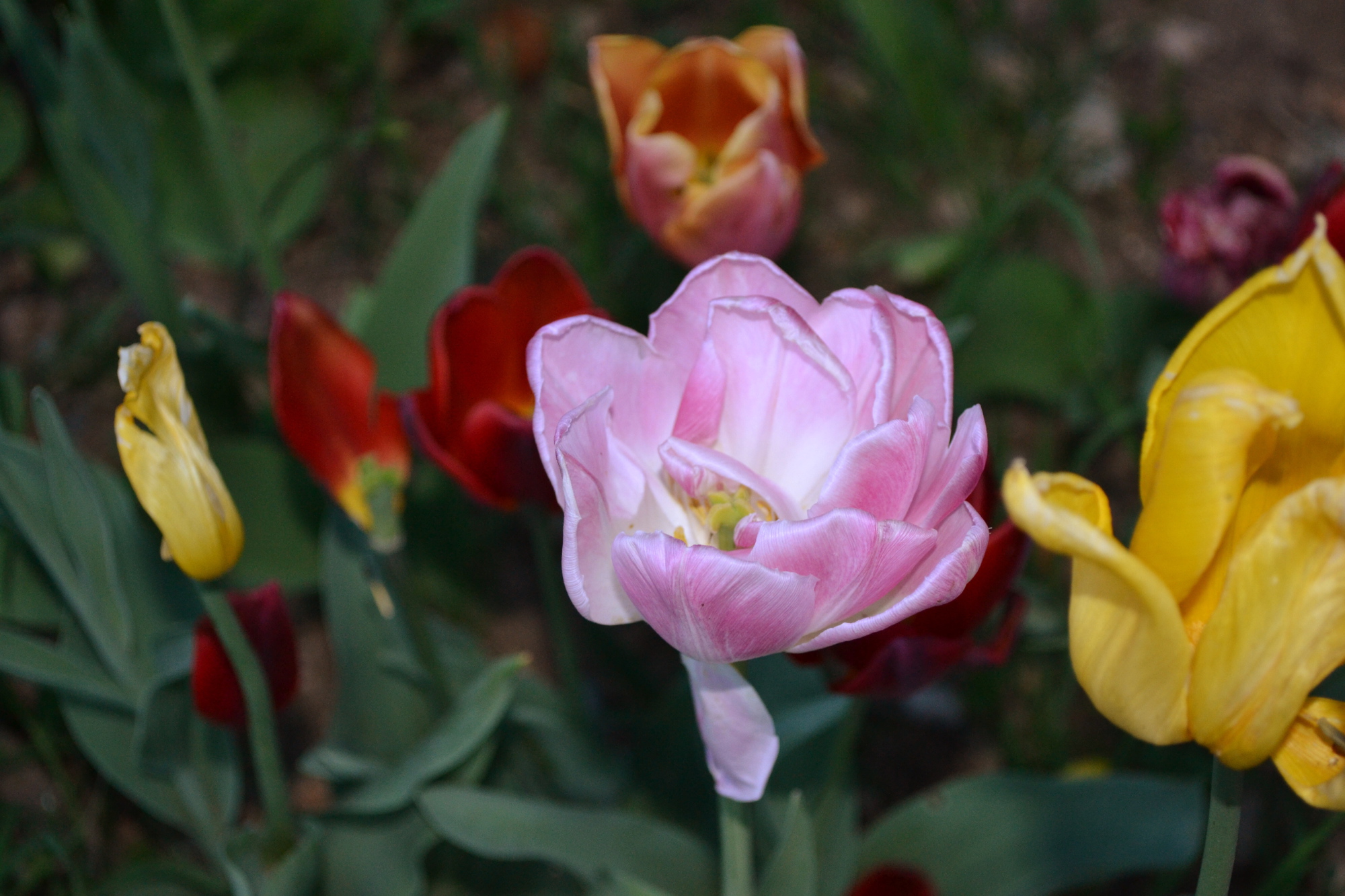 Fonds d'cran Nature Fleurs L'arrivée du printemps !!!