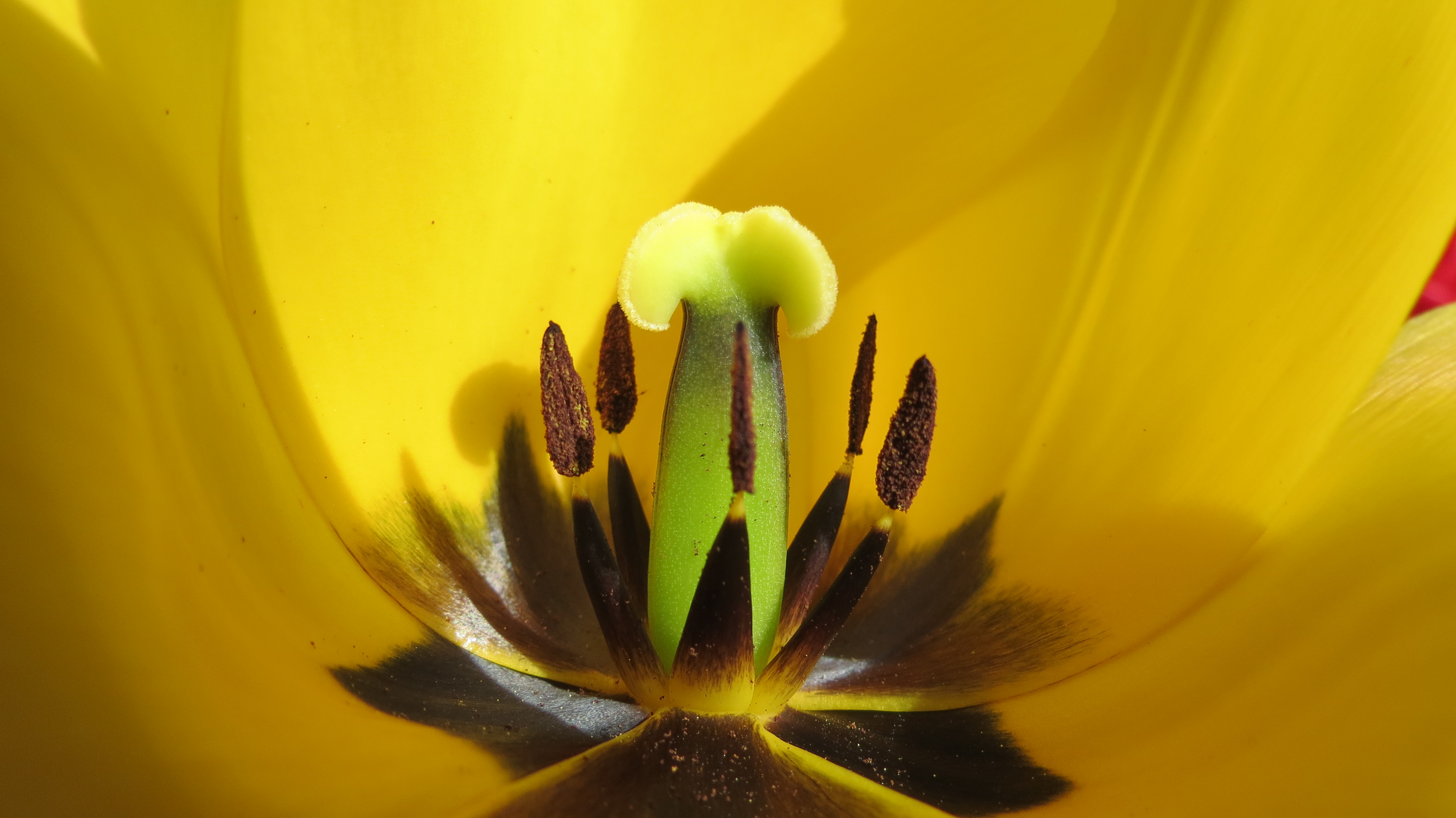 Fonds d'cran Nature Fleurs 