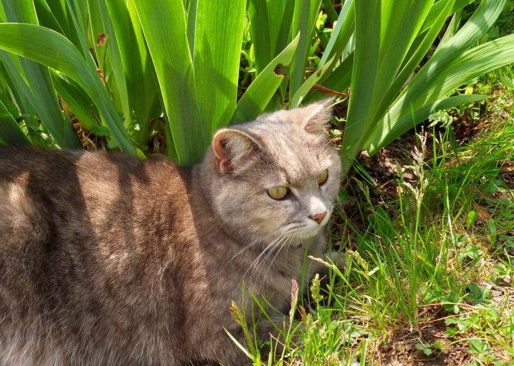 Fonds d'cran Animaux Chats - Chatons Wallpaper N341324