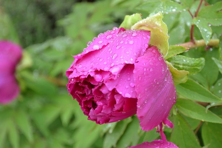 Fonds d'cran Nature Fleurs L'arrivée du printemps !!!