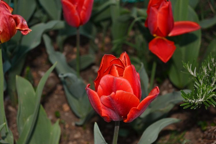 Fonds d'cran Nature Fleurs L'arrivée du printemps !!!