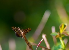  Animaux Tircis