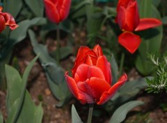  Nature L'arrivée du printemps !!!