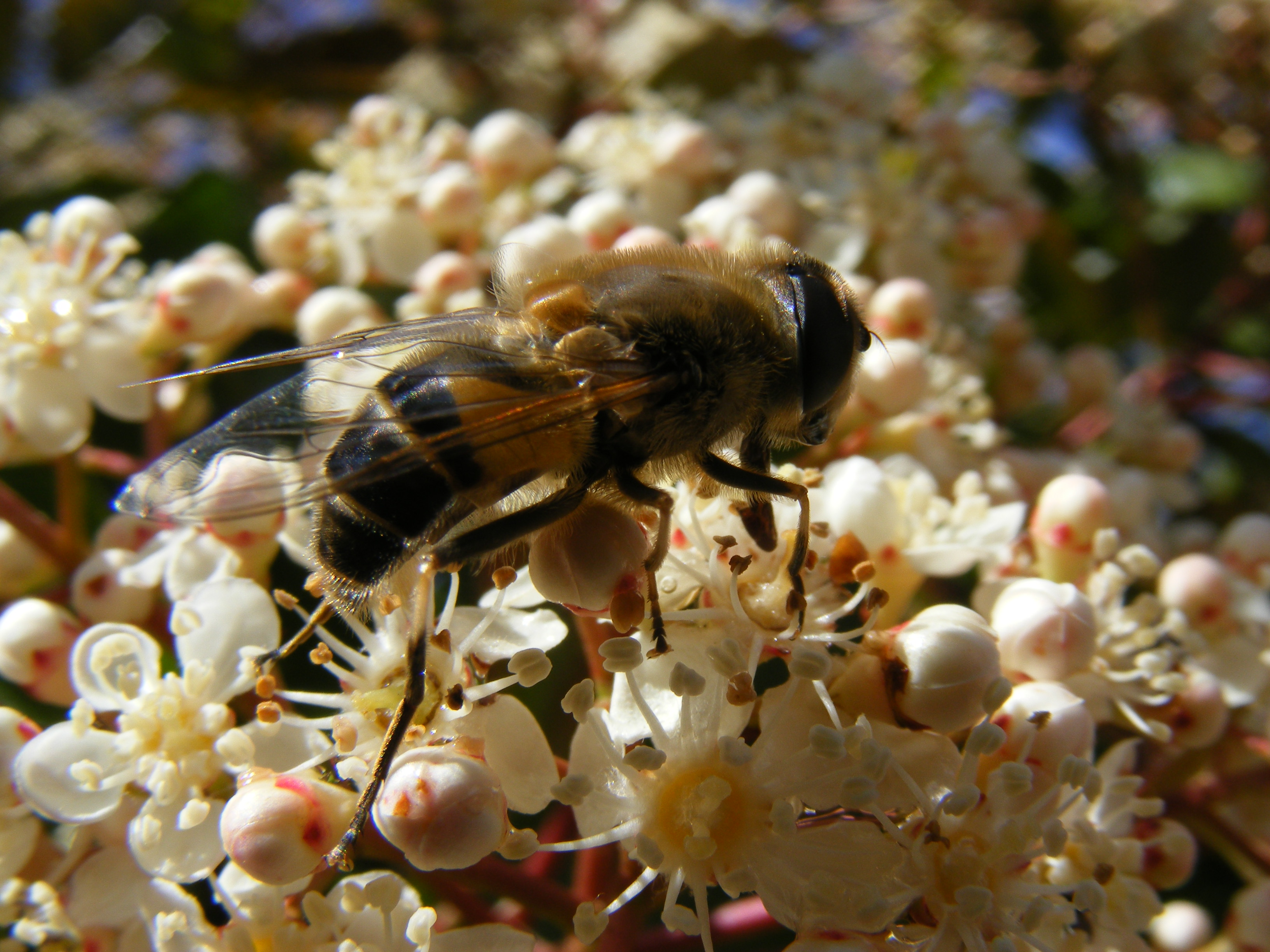 Fonds d'cran Animaux Insectes - Abeilles Gupes ... Au jardin