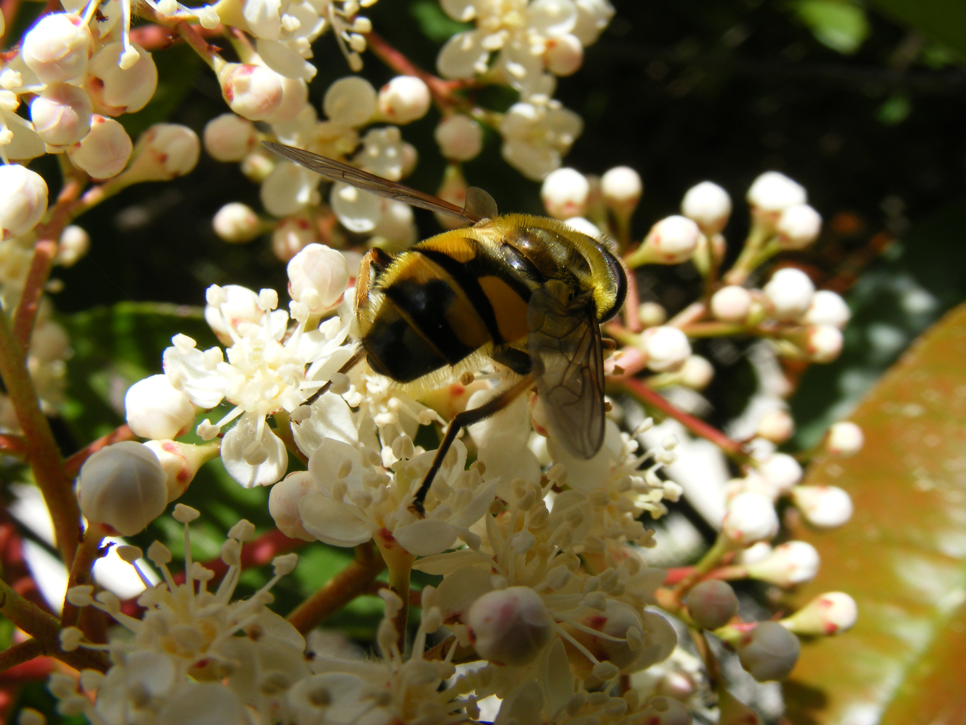 Fonds d'cran Animaux Insectes - Abeilles Gupes ... Au jardin