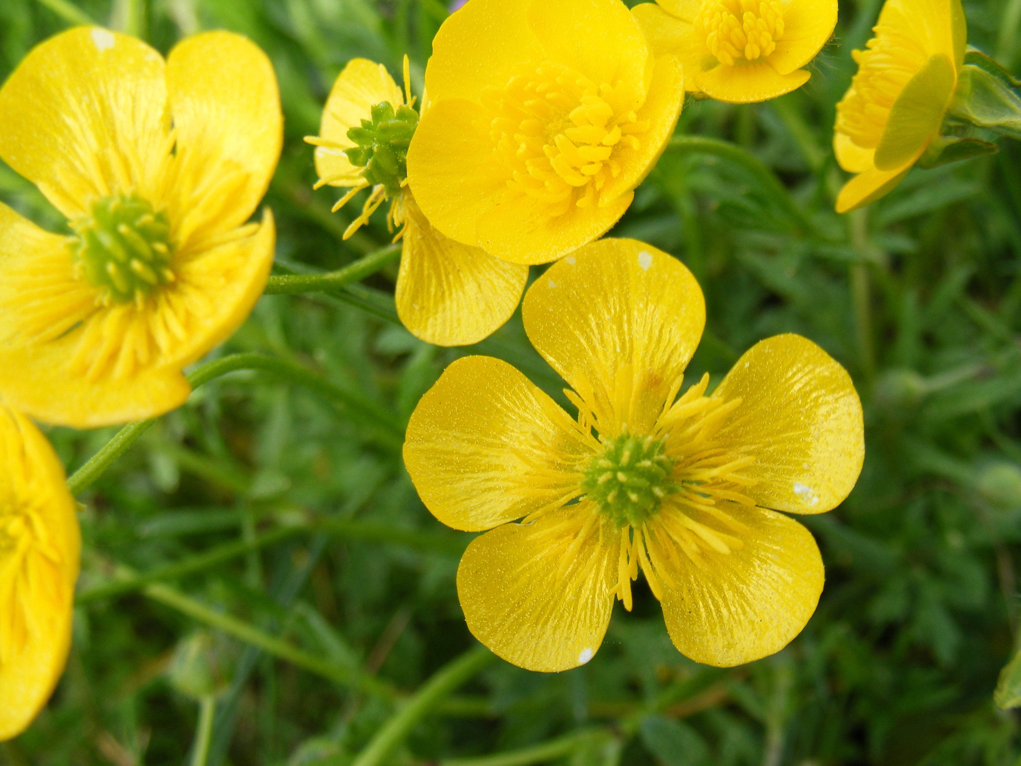 Wallpapers Nature Flowers Boutons d'or