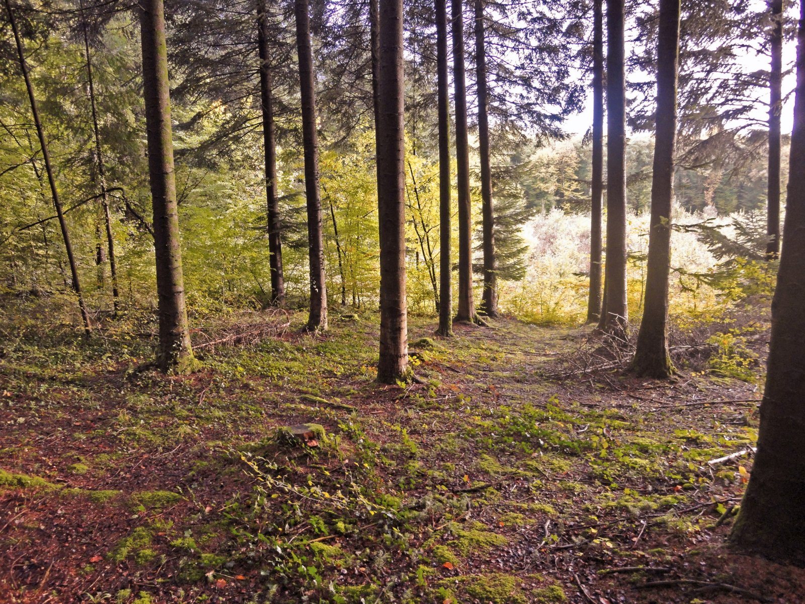 Fonds d'cran Nature Arbres - Forts 