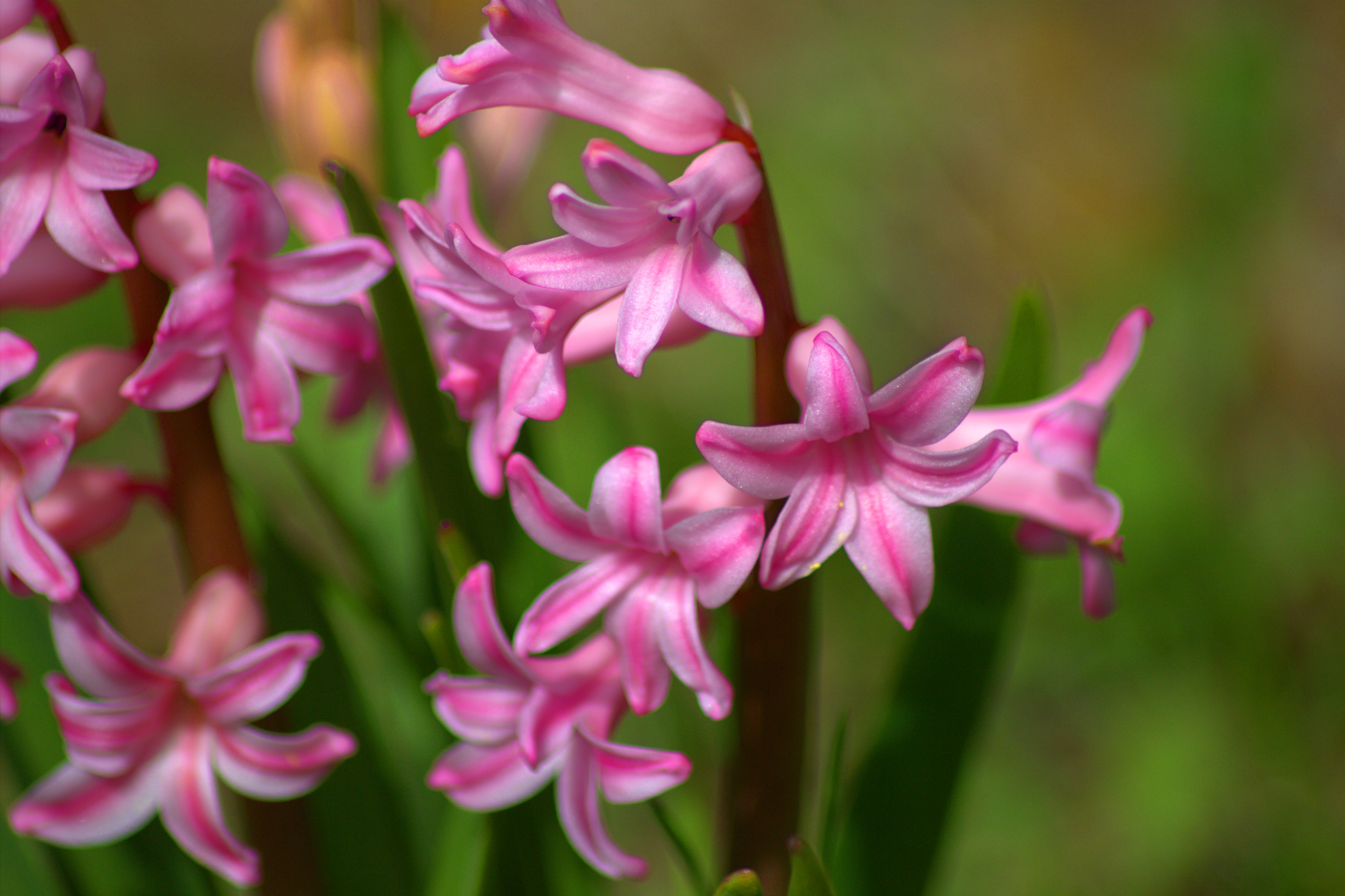 Wallpapers Nature Flowers 