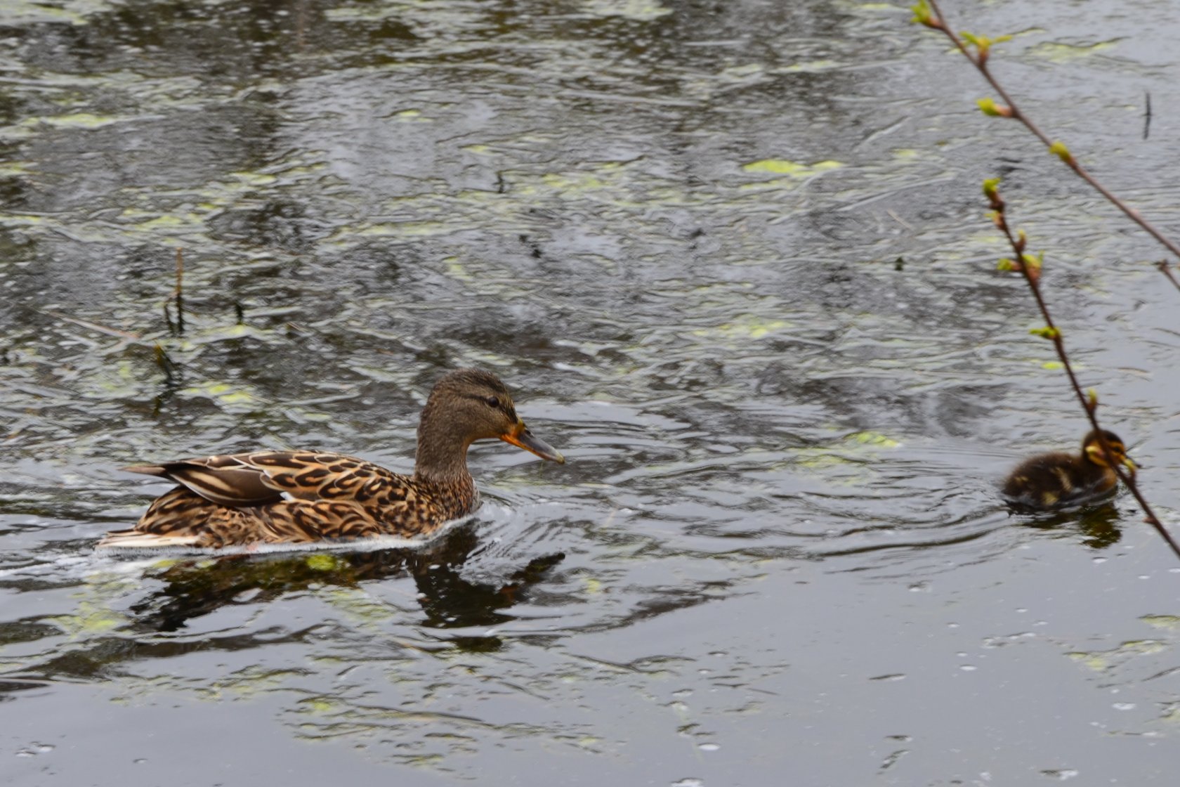 Wallpapers Animals Birds - Ducks 