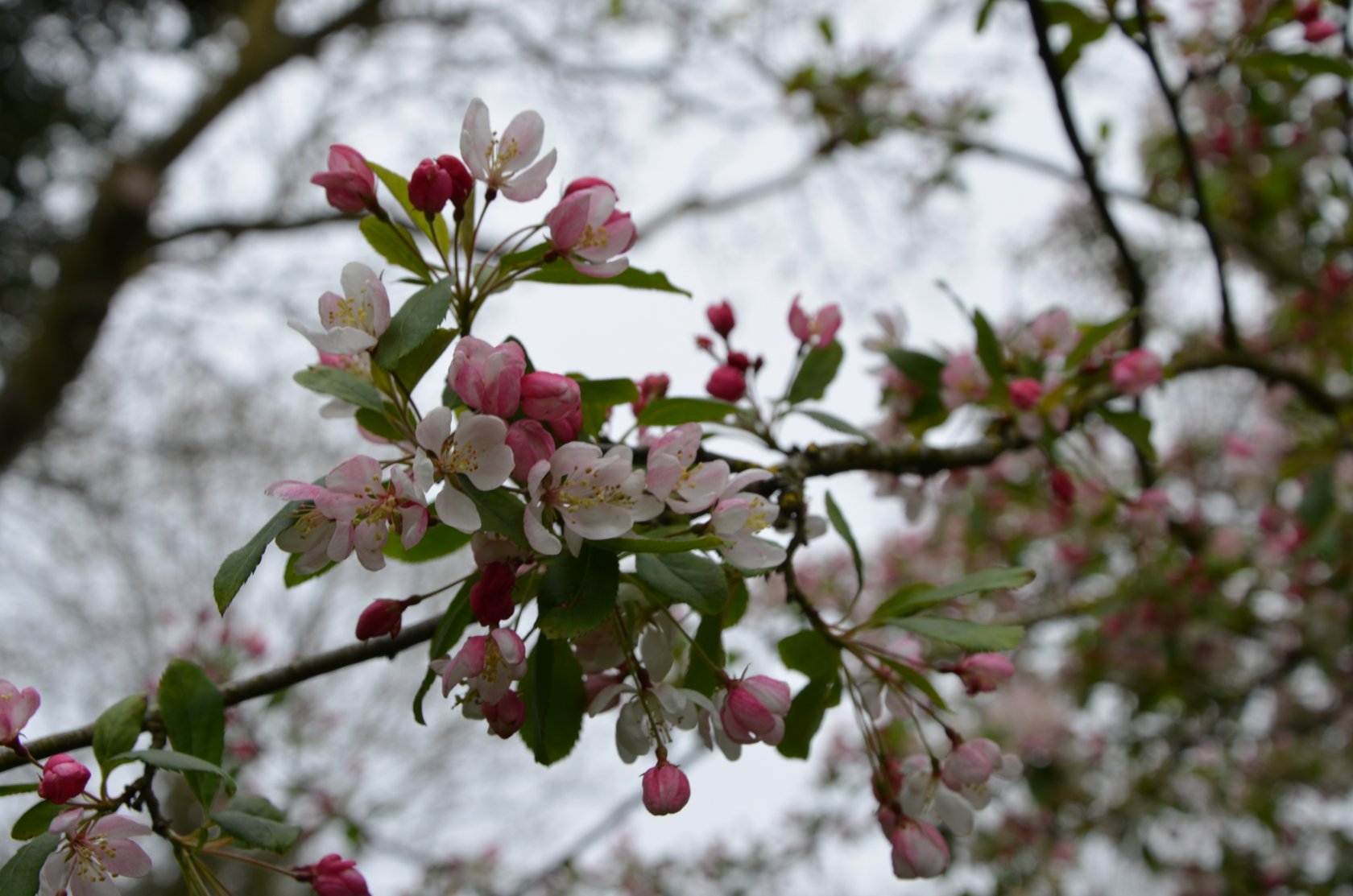 Wallpapers Nature Flowers 