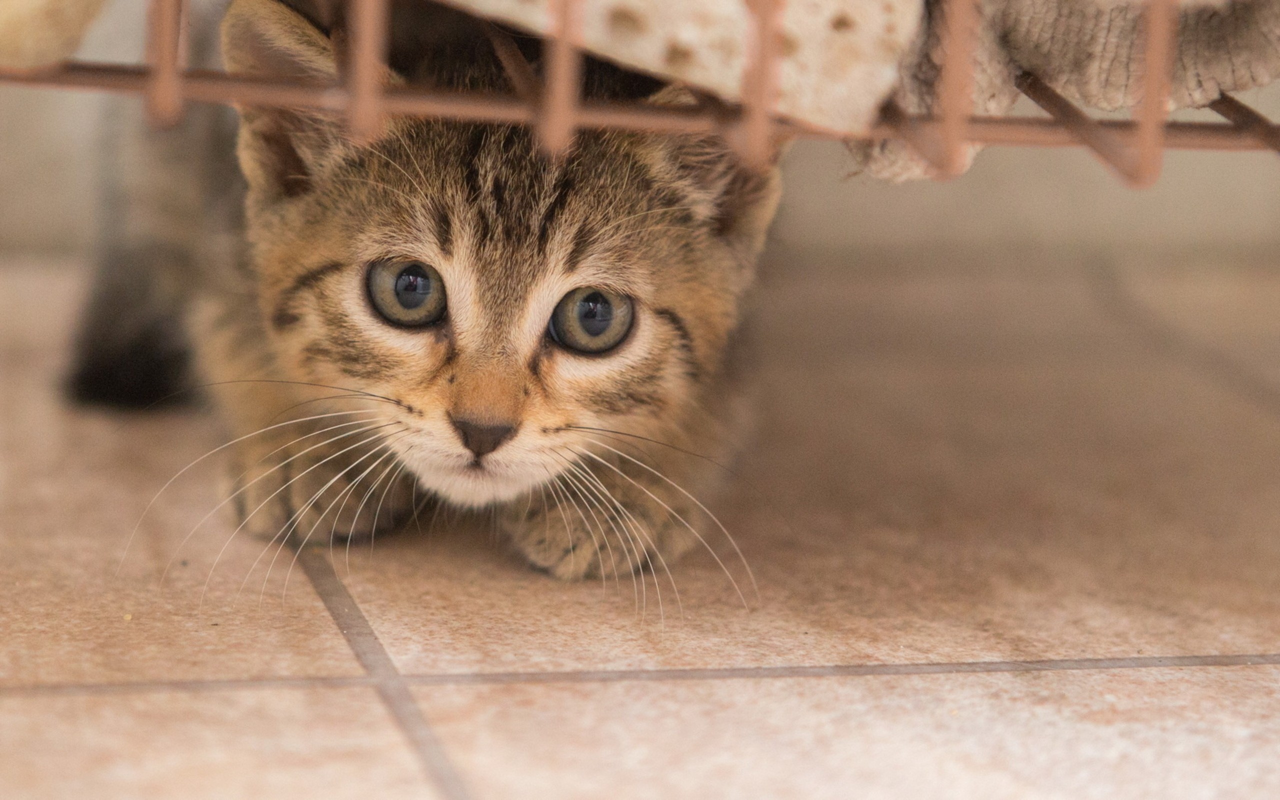 Fonds d'cran Animaux Chats - Chatons 