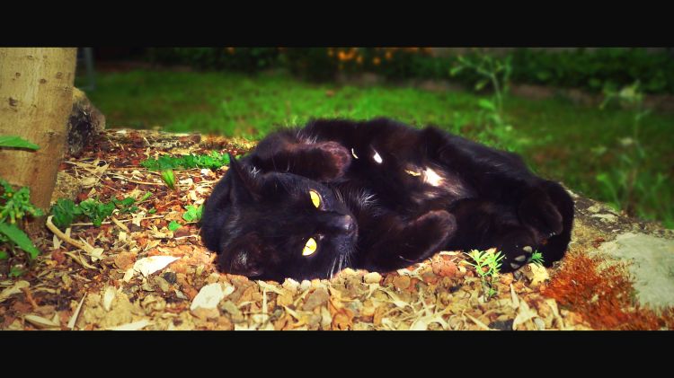 Fonds d'cran Animaux Chats - Chatons Bulle, The Cat