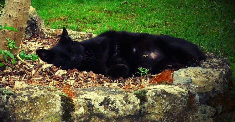 Fonds d'cran Animaux Chats - Chatons Bulle, The Cat