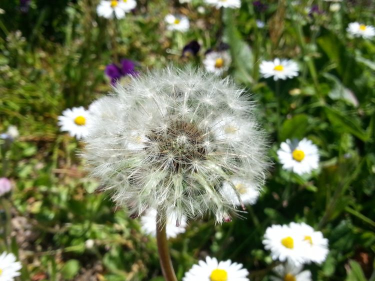 Wallpapers Nature Flowers Fleurs de mon jardin