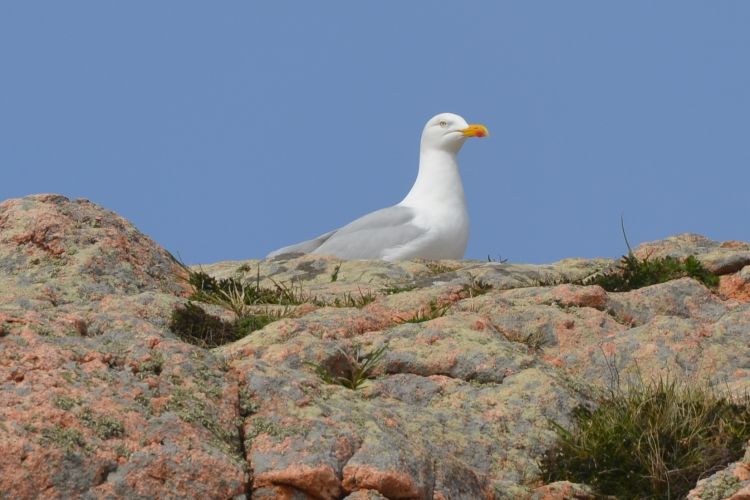 Fonds d'cran Animaux Oiseaux - Mouettes et Golands du cote de paimpol