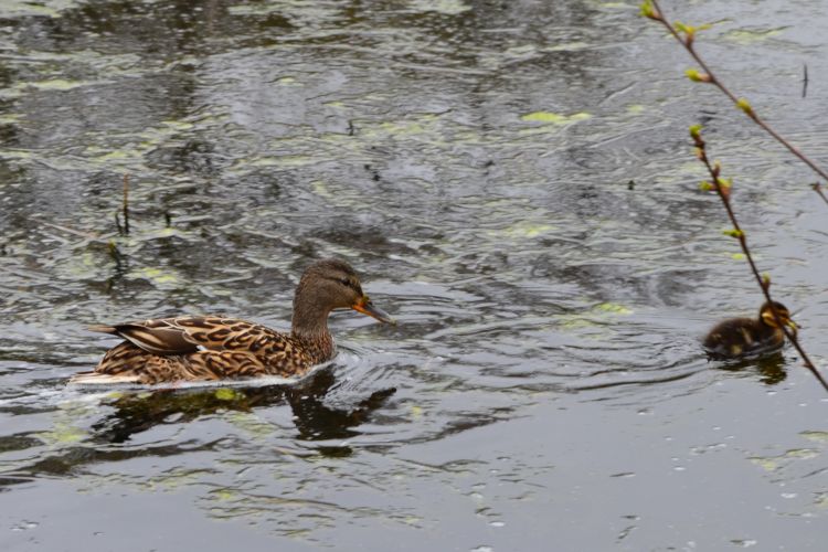 Wallpapers Animals Birds - Ducks Wallpaper N341465