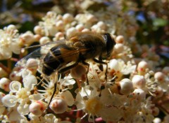  Animaux Au jardin