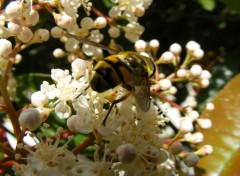  Animals Au jardin