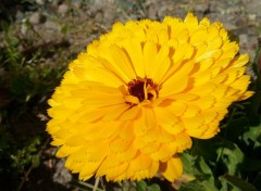  Nature Fleurs de mon jardin