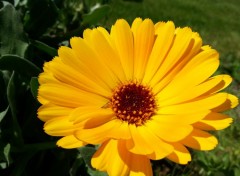  Nature Fleurs de mon jardin