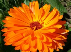  Nature Fleurs de mon jardin