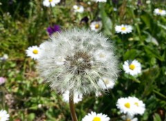  Nature Fleurs de mon jardin