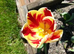  Nature Fleurs de mon jardin