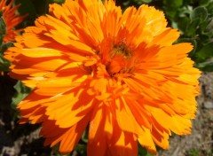  Nature Fleurs de mon jardin