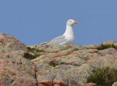  Animaux du cote de paimpol